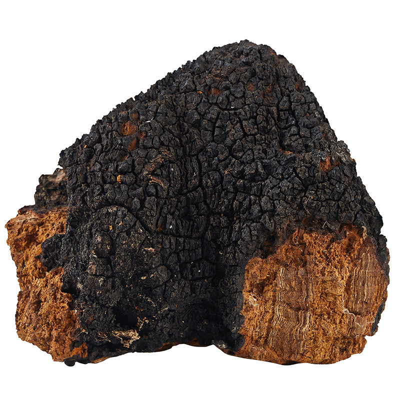 Chaga Mushroom Powder (5)