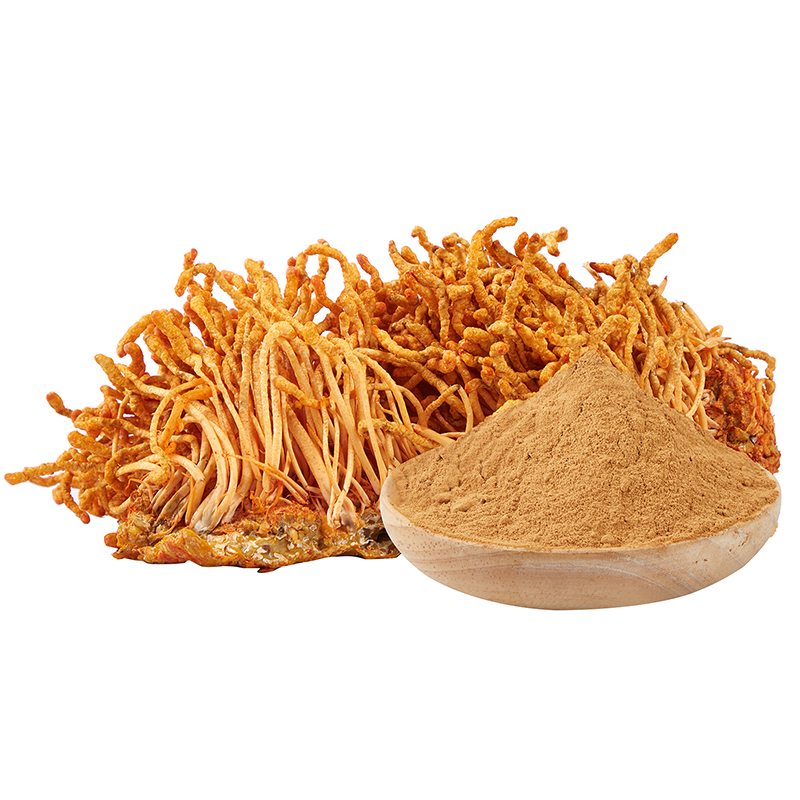 Cordyceps Militaris Powder (2)