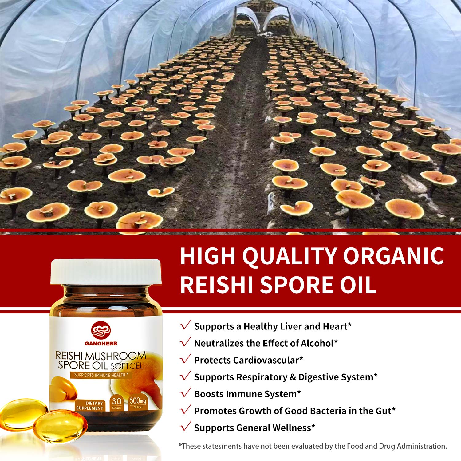 Organic Reishi Mushroom Spore (2)