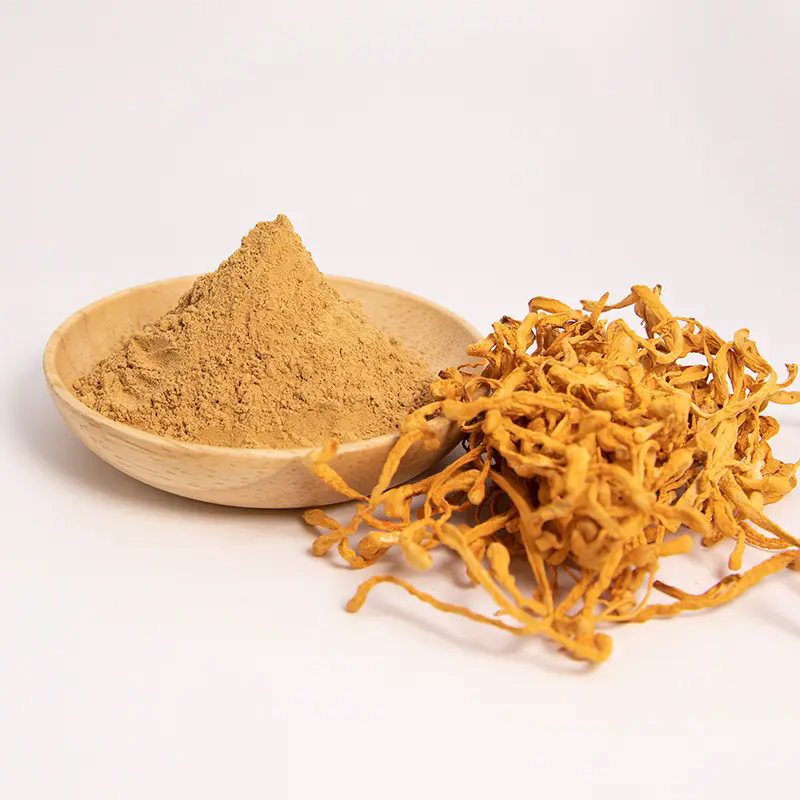 Cordyceps Militaris Extract Powder