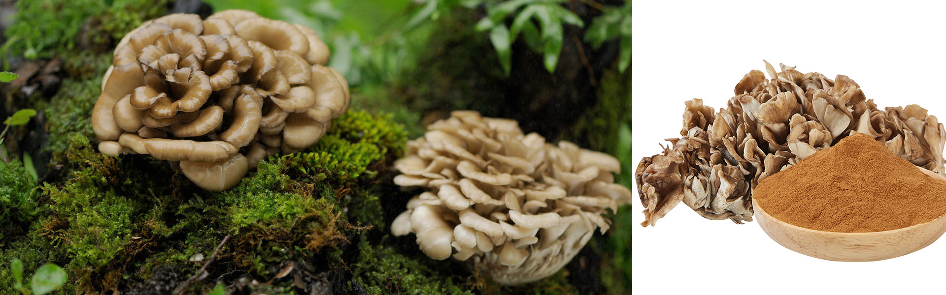 Growing Maitake