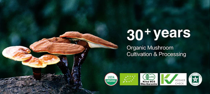 Reishi Organic Mushroom