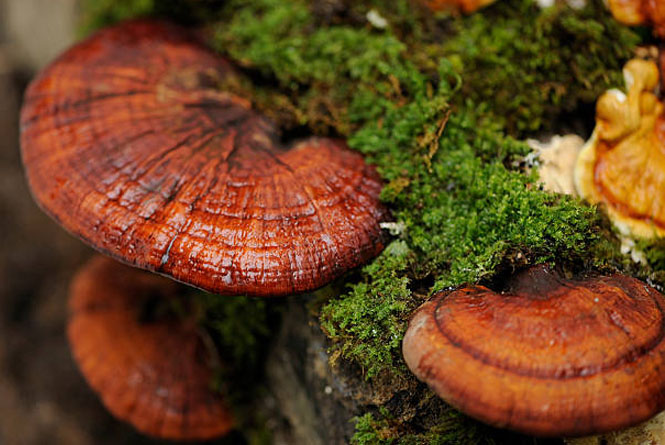 https://www.ganodermabuy.com/wp-content/uploads/2024/09/What-is-Reishi-Organic-Mushroom.jpg